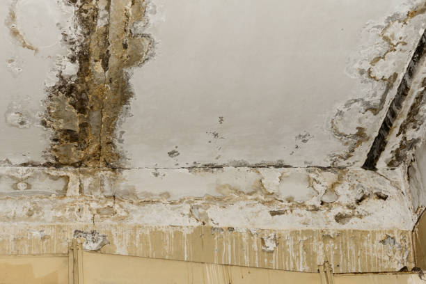 Best Air Quality Testing for Mold Spores  in Harlingen, TX