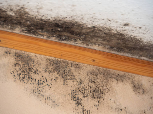 Best Post-Remediation Verification Testing  in Harlingen, TX