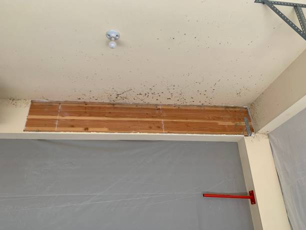 Best Emergency Mold Remediation  in Harlingen, TX