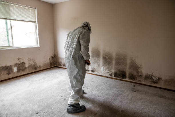 Best Mold Prevention Services  in Harlingen, TX