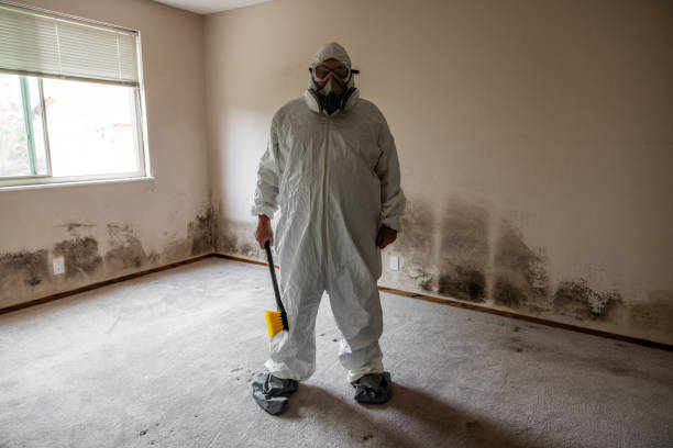Best Commercial Mold Inspection  in Harlingen, TX