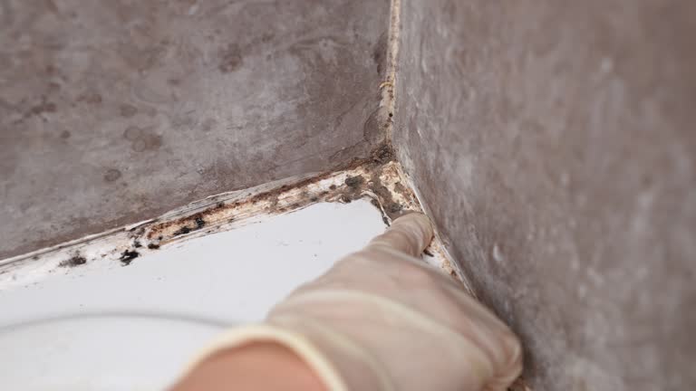 Best Post-Construction Mold Inspection  in Harlingen, TX