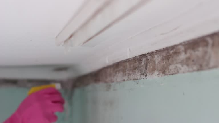 Best Water Damage & Mold Remediation  in Harlingen, TX