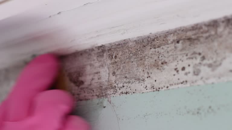 Best Mold Removal for HVAC Installations  in Harlingen, TX
